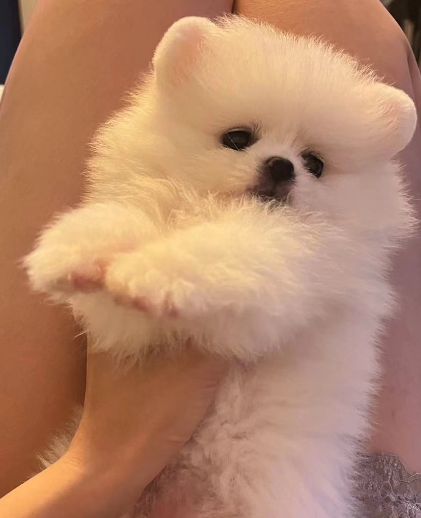 博美弟弟妹妹，白白净净，性格很好，粘人好养，笑起来很甜，健康活泼